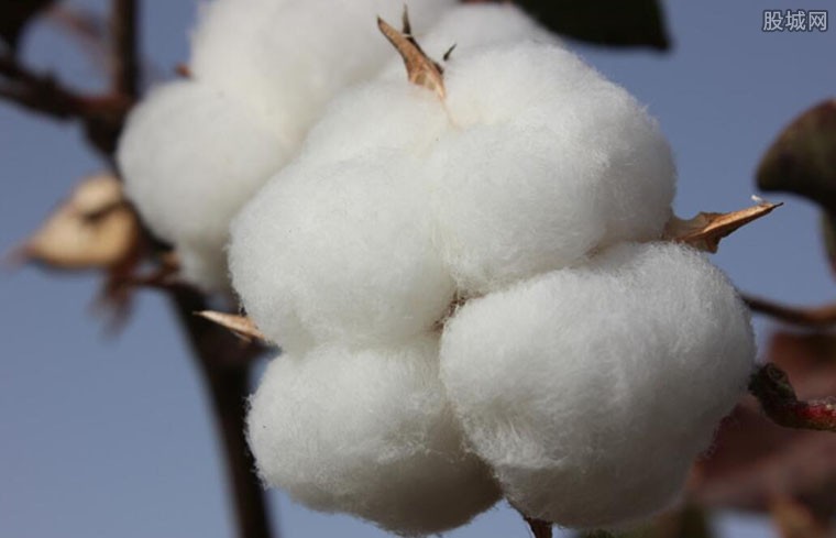 新疆棉花事件
